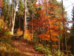 2013-10-25_Baumgartenscheidt (18).JPG